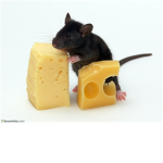 the cheese clan (T.C.C)