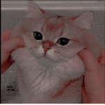 {~} ~ Little kittens {~} ~