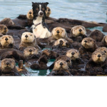 OTTER DOG