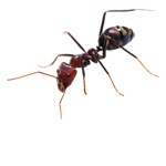 ant clothes