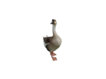 The goofy geese guys