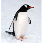 Penguin Productions V