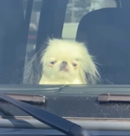 Pugicks Group