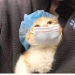the posseycats