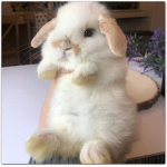 <3 Bunnies For Life <3
