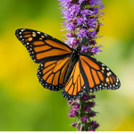 Beautiful Butterfly Co.
