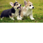 Corgi luvs group