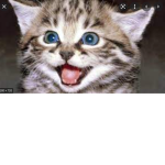i like cute cats