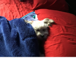 Dog is tiny