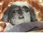 TBWolf