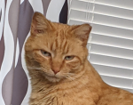Meowzers Labs