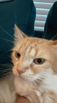 ~buttercats~