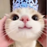 Slaying Princesses