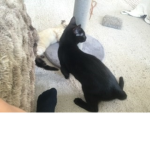 cute cats studio