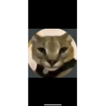 Hacker group cat
