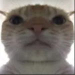Sϲene