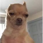 Amaze Doggo's