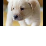 PUPS PLAYS