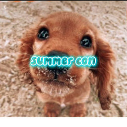 summer con