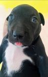 Perritos gangosos