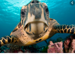#turtle gangster