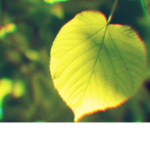 Nature Perfection