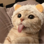 The Kittens Club!
