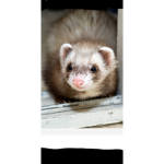 Ferrit fan clib