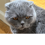 Cats cute lol group