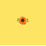 Daisies & Dandelions
