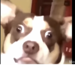 Roblox people that are Ogs