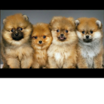Doggo hangout group