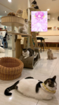 Boba's Cat Cafe