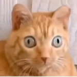 "our pets own our house we just live here"