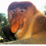 MonkeyFarm