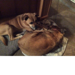 My doggy fan club