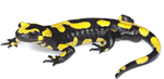 Salamander’s