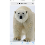 #ThePolarBears