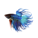 Da Fish Group