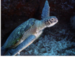 Turtle fan squad!!!