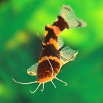 Fish Go Glub