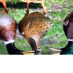 Die Enten-Brot gang