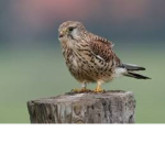 BirdDevTeam