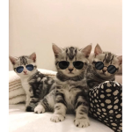 #Cat with Sunglasses Fans