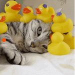 Mr. Duck Cat Crew