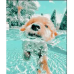 celina's pupss!