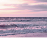 Lavender Cove~