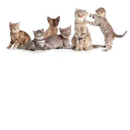 The Cat Hub :3