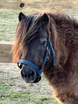 Shetland Riding Club