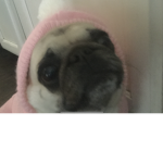 Pug and friend only club